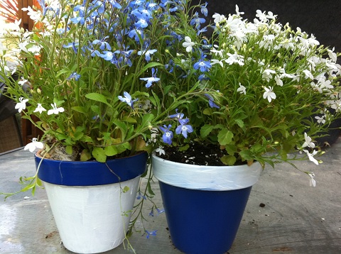 Planters to celebrate the Jewish Holiday of Yom HaZikaron and Yom HaAtzmaut